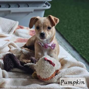 Pumpkin -  Chiweenie Dog for Adoption in Lafayette, California - Pumpkin | PetCurious