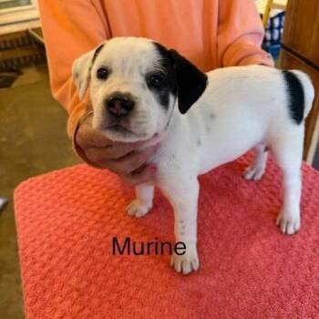 Murine (M Litter) -  Mixed Breed Dog for Adoption - Murine (M Litter) | PetCurious