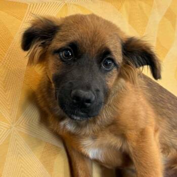 Harper -  Shepherd Dog Available for Adoption in Bethel, Connecticut - Harper | PetCurious