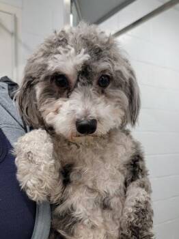 Havanese and Mixed Breed Dogs Available for Adoption in Elmira, New York - Ophelia | PetCurious