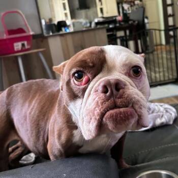 Lilo -  Bulldog Dog for Adoption in Manchester, Tennessee - Lilo | PetCurious