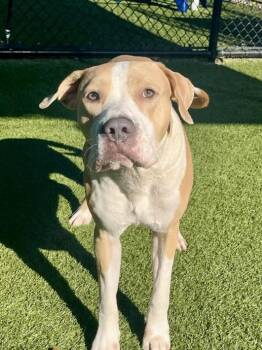 Raffi -  Pit Bull Terrier Dog for Adoption in Eagle, Idaho - Raffi | PetCurious