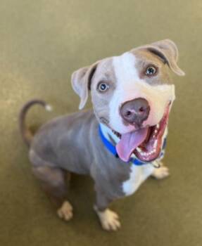 Pit Bull Terrier Dogs Available for Adoption in Hoffman Estates, Illinois - Adam | PetCurious