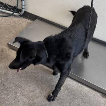 Cookie -  Mixed Breed Dog for Adoption in Las Cruces, New Mexico - Cookie | PetCurious