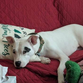 Pit Bull Terrier Dogs Available for Adoption - Juana | PetCurious
