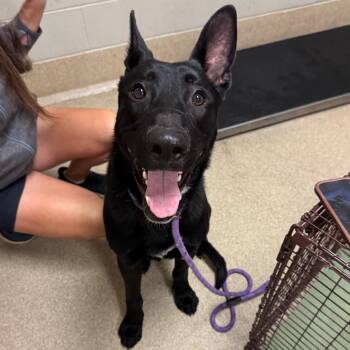 Kaiser -  Shepherd and Mixed Breed Dog for Adoption in Bristol, Indiana - Kaiser | PetCurious
