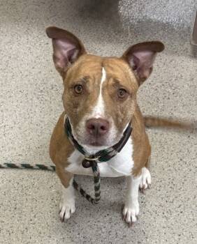 Rescue Pit Bull Terrier and Mixed Breed Dogs for Adoption in Fishers, Indiana - Lava | PetCurious