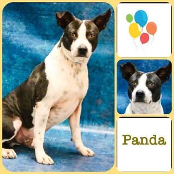 Chooch aka Panda -  Border Collie and Mixed Breed Dog for Adoption in Casa Grande, Arizona - Chooch Aka Panda | PetCurious