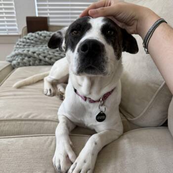 Juno (Janet) -  American Staffordshire Terrier Dog for Adoption in Martinez, California - Juno (Janet) | PetCurious