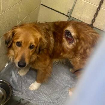 Golden Retriever Dogs Available for Adoption - Marty #7481 EMERGENCY INTAKE | PetCurious