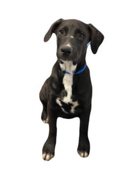 Rescue Pit Bull Terrier Dogs for Adoption in Red Bluff, California - Patsy | PetCurious