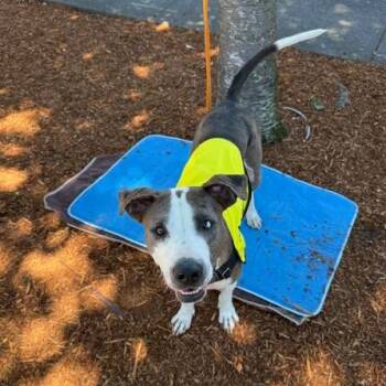 Brownie -  Mixed Breed Dog for Adoption in Washougal, Washington - Brownie | PetCurious