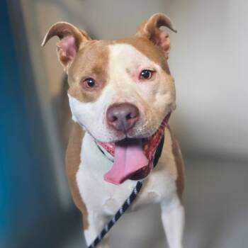 Benny -  Mixed Breed and American Staffordshire Terrier Dog for Adoption in Barron, Wisconsin - Benny | PetCurious