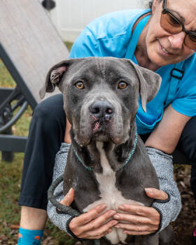 Rescue Mixed Breed Dogs for Adoption in Chamblee, Georgia - Frank Rearden | PetCurious