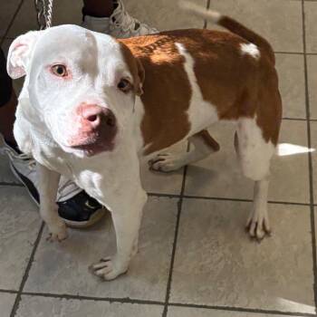 Mixed Breed Dogs Available for Adoption in Columbus, Georgia - 05/04/2026-Stray-FortBenningRoad | PetCurious