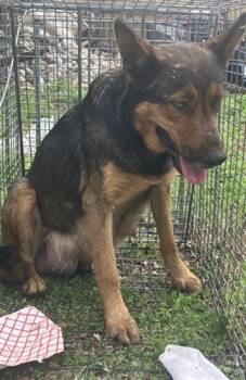 Mixed Breed Dogs Available for Adoption - DEE DEE | PetCurious