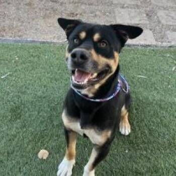 Shepherd Dogs Available for Adoption - Arttie | PetCurious