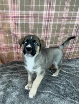 Husky and Presa Canario Dogs Available for Adoption in Phoenix, Arizona - Azafran | PetCurious