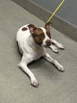 ANGEL MARIE -  Pit Bull Terrier Dog for Adoption in Las Vegas, Nevada - ANGEL MARIE | PetCurious