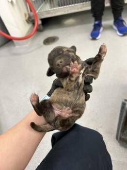 Rescue Terrier and Mixed Breed Dogs for Adoption in Fort Worth, Texas - 59657593 | PetCurious