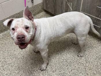 MIA -  Pit Bull Terrier and Mixed Breed Dog for Adoption in Colorado Springs, Colorado - MIA | PetCurious