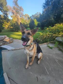 Kona -  German Shepherd Dog Dog for Adoption in Alexandria, Louisiana - Kona | PetCurious