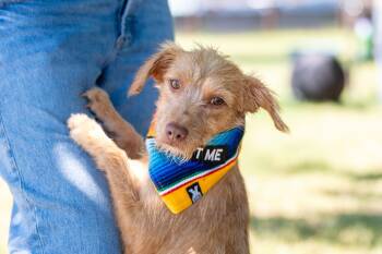 Aquiles -  Terrier Dog for Adoption in Santa Rosa, California - Aquiles | PetCurious