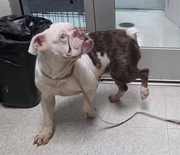 Betty A219329 -  Bulldog Dog for Adoption in Plano, Texas - Betty A219329 | PetCurious