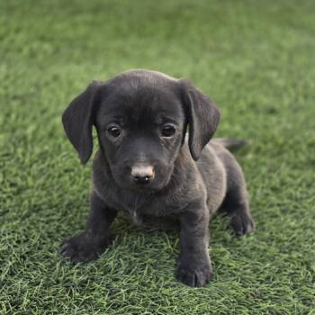 Puppy 5 -  Spaniel and Mixed Breed Dog Available for Adoption in Snyder, Texas - Puppy 5 | PetCurious