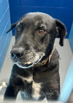 Arvie -  Airedale Terrier Dog for Adoption in Hartsville, South Carolina - Arvie | PetCurious