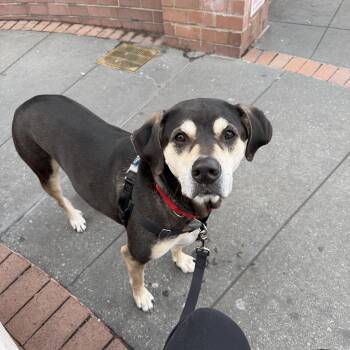 Mixed Breed Dogs Available for Adoption in New York, New York - Gretchen | PetCurious