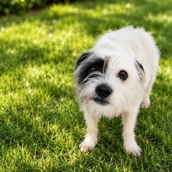 Jack Russell Terrier and Mixed Breed Dogs Available for Adoption in Arlington, Virginia - J.R.R. Pupkin | PetCurious