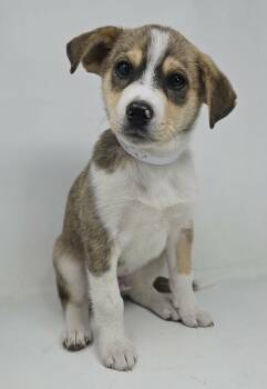 Siberian Husky and Terrier Dogs Available for Adoption in New York, New York - PIne (foster Needed) | PetCurious