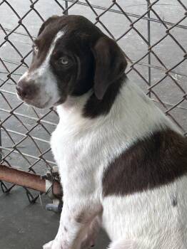 Dwight -  Labrador Retriever and English Foxhound Dog for Adoption in Okolona, Mississippi - Dwight | PetCurious