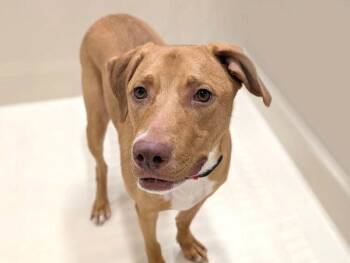 Moose -  Chesapeake Bay Retriever and Pit Bull Terrier Dog for Adoption in Portland, Oregon - Moose | PetCurious