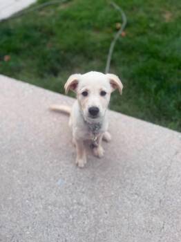 Lexi -  Shepherd and Labrador Retriever Dog for Adoption in Cambridge, Ontario - Lexi | PetCurious