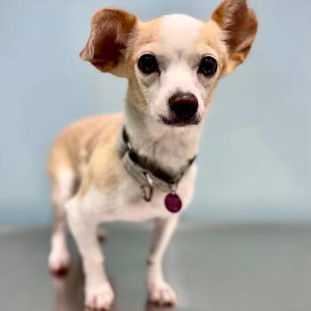 Chihuahua Dogs Available for Adoption in Portland, Oregon - Panchito | PetCurious