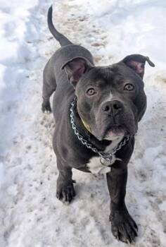 Pit Bull Terrier Dogs Available for Adoption - SCOOTER | PetCurious