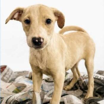 Coco -  Mixed Breed Dog for Adoption in Fredericksburg, Virginia - Coco | PetCurious