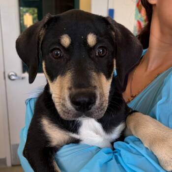 Shepherd and Mixed Breed Dogs Available for Adoption in Nashville, Tennessee - Pixie | PetCurious