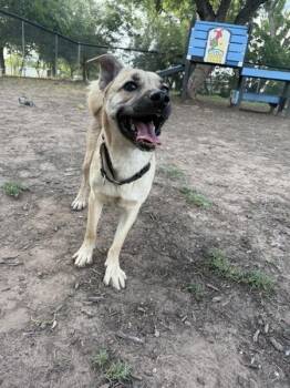 Pasey -  Pug Dog for Adoption in Austin, Texas - Pasey | PetCurious
