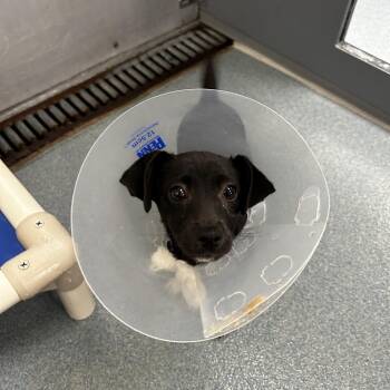 Chihuahua Dogs Available for Adoption in Chesapeake, Virginia - Cole | PetCurious