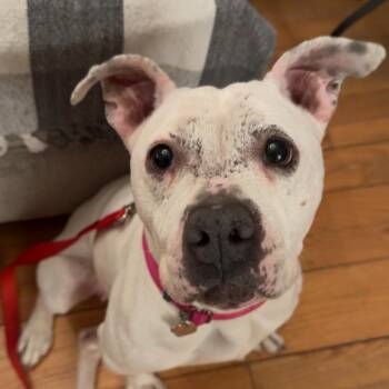 Pit Bull Terrier Dogs Available for Adoption - Fire | PetCurious