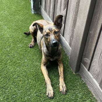 Bryan 8175 -  Mixed Breed Dog for Adoption in Loxahatchee Groves, Florida - Bryan 8175 | PetCurious