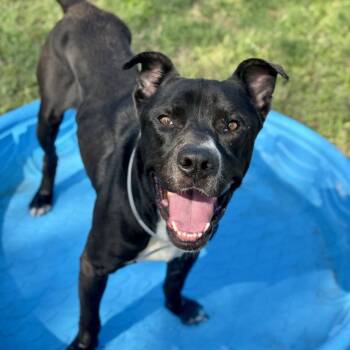 Rescue Pit Bull Terrier Dogs for Adoption in Conroe, Texas - WOODSON | PetCurious