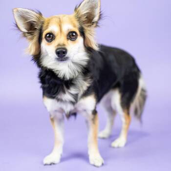 Lala -  Mixed Breed Dog for Adoption in Portland, Oregon - Lala | PetCurious