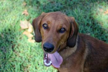 Squeak -  Mixed Breed Dog for Adoption in Kansas City, Missouri - Squeak | PetCurious