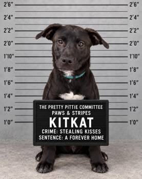Kit Kat -  Labrador Retriever and Mixed Breed Dog for Adoption in Semmes, Alabama - Kit Kat | PetCurious