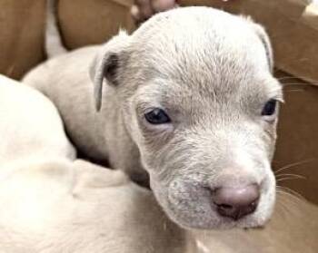 Pit Bull Terrier and Mixed Breed Dogs Available for Adoption in Houston, Texas - A654201 | PetCurious