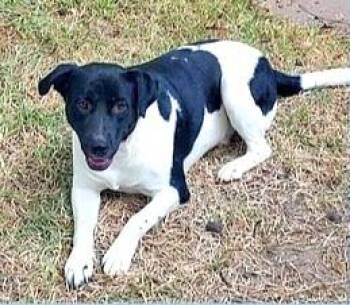 SPARKY -  Labrador Retriever and Pointer Dog for Adoption in Huntington, New York - SPARKY | PetCurious